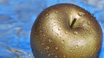 Cueillir les Pommes d’Or du Jardin des Hespérides : entrer en contact avec les étoiles 11/12