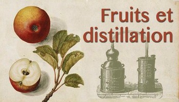 Fruits et distillation : du choix des bons intrants pour une juste quinte-essence